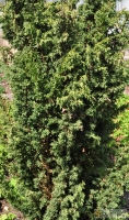 Juniperus chinensis 'Blaauw' -- Strauchwacholder